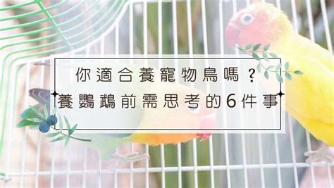 養鳥的人個性|你適合養寵物鳥嗎？養鸚鵡前需思考的6件事 – 我與鳥。